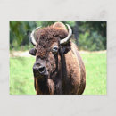 Zoek naar bison briefkaarten Oklahoma