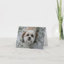 Zoek naar sneeuwhond kaarten Puppy