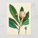 Zoek naar botanische illustratie briefkaarten Redoute