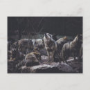 Recherche de de loup cartes postales Meute de loups