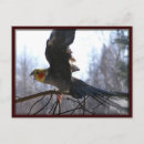 Zoek naar gekke vogel briefkaarten Vogels