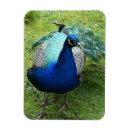 Recherche de oiseaux exotiques magnets Faune