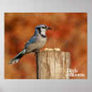 Zoek naar ornithologie posters Vogels en bloemen
