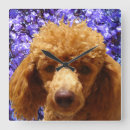 Recherche de poodle Pets