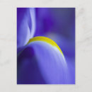 Recherche de iris jaune cartes postales Pourpre