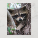 Recherche de raccoon cartes postales Animaux