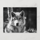 Zoek naar witte wolf briefkaarten Zwart wit