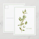 Recherche de thym cartes postales Botanique