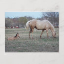 Zoek naar ponies briefkaarten Veulens