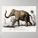 Recherche de wild africa posters Elephant