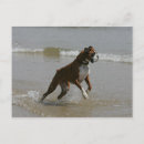 Recherche de chien boxeur cartes postales Photographe canin