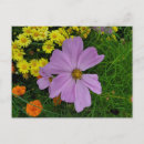 Recherche de marigot cartes postales Jardin