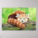 Zoek naar rode panda posters Natuur