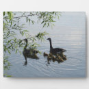 Zoek naar wild fotoplaat Vogel