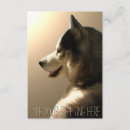 Recherche de enroué Malamute