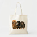 Recherche de teckels sacs Doxie