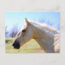 Zoek naar palomino briefkaarten Gras