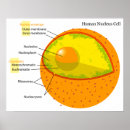 Recherche de biologique humaine posters Diagramme