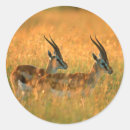 Recherche de gazelles autocollants Animal