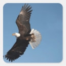 Recherche de aigle en vol États unis