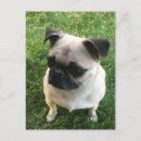 Recherche de pug cartes postales Chien