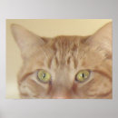 Recherche de yeux oranges posters Félin