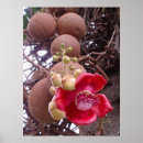 Recherche de flora posters Botanical