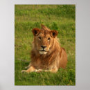 Recherche de yeux de lion posters Lions
