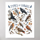 Zoek naar havik posters Roofvogels