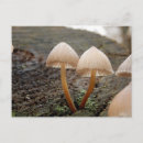 Zoek naar mushroom briefkaarten Paddenstoel