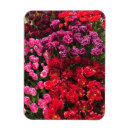 Recherche de rose de tulipe magnets Violet