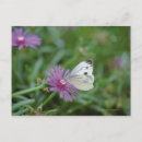 Recherche de images de papillons cartes postales Faune
