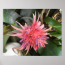Recherche de forêt tropicale posters Floral