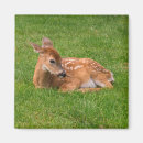 Recherche de faon magnets Nature