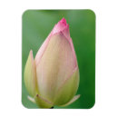 Recherche de fleur lys magnets Jour