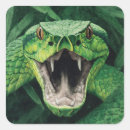 Recherche de vipère autocollants Serpent