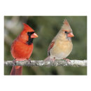 Recherche de oiseau cardinal rouge posters Branche