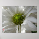 Zoek naar chrysanten posters Mooi