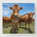Recherche de farm animal horloges Livestock