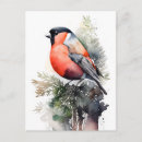 Zoek naar goudvinken briefkaarten Natuur