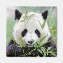 Recherche de panda kawaii magnets Asie
