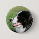 Recherche de border collie badges Chien