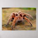 Recherche de tarantula posters Photographie