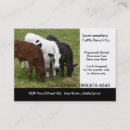 Recherche de vache holstein cartes visite Bétail