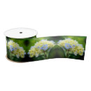 Recherche de hortensia rubans Bleu