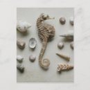Zoek naar seahorse briefkaarten Kust