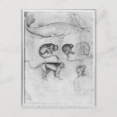 Recherche de pisanello cartes postales Dessin