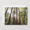Recherche de séquoia vœux cartes Nature