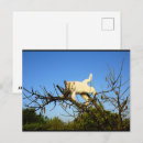 Recherche de chaton blanc cartes postales Photographie