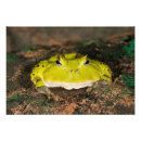 Recherche de vertébré posters Faune